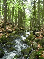 Wandern Bayerischer Wald Wanderrouten Wanderstrekcen geführte Wanderungen Bayerwald